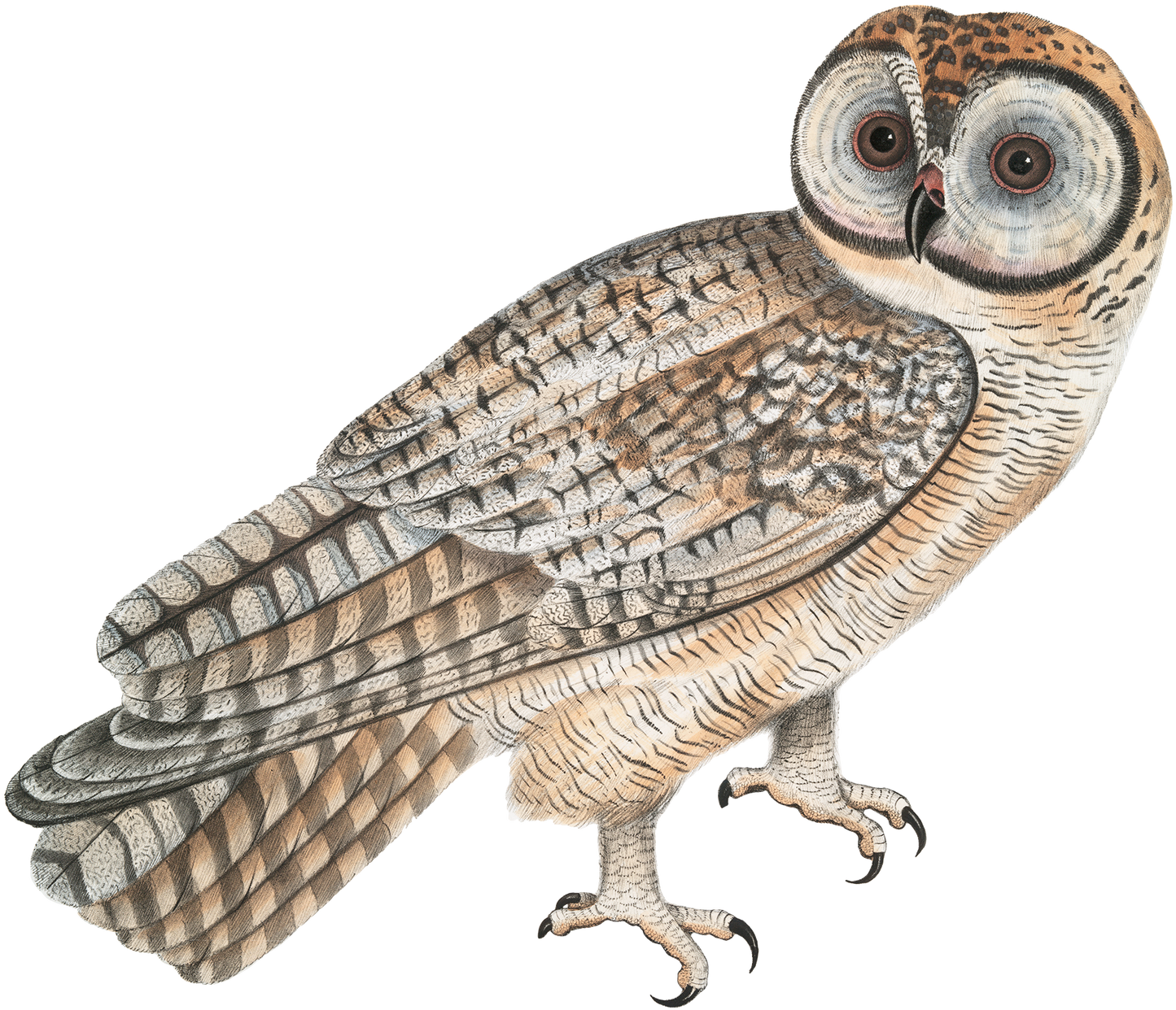 Owl - V1