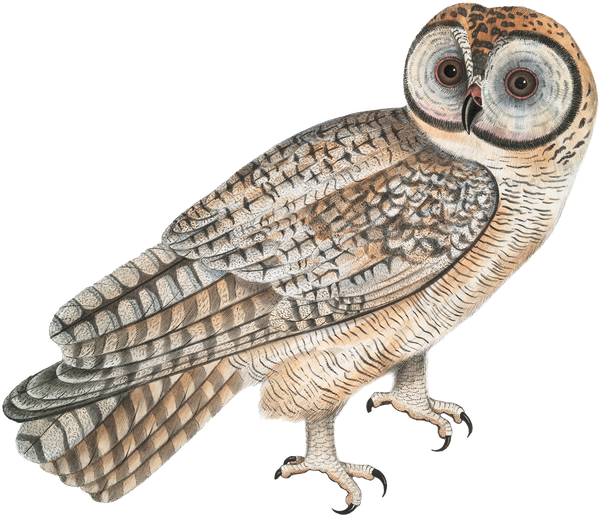 Owl - V1