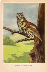 Owls Bird Print - Vintage Birds Ephemera
