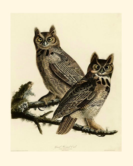 Beautiful Pair of Owls - 8x10 Print