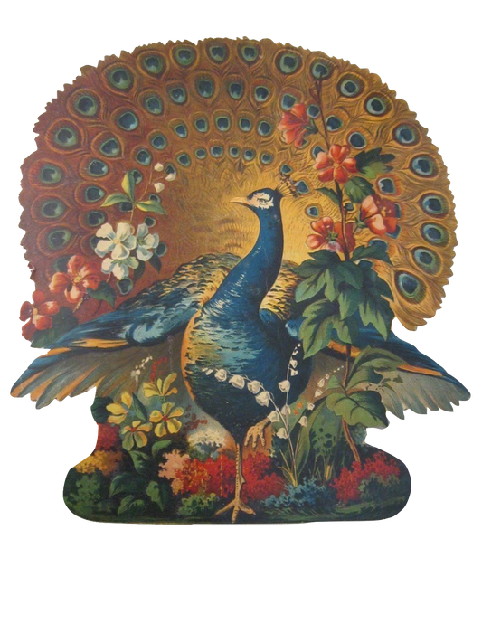 Peacock In Full Spray - Beautiful vintage Bird