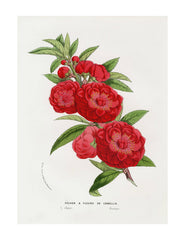 Vintage 1845 Red Camelia Botanical Print 8X10