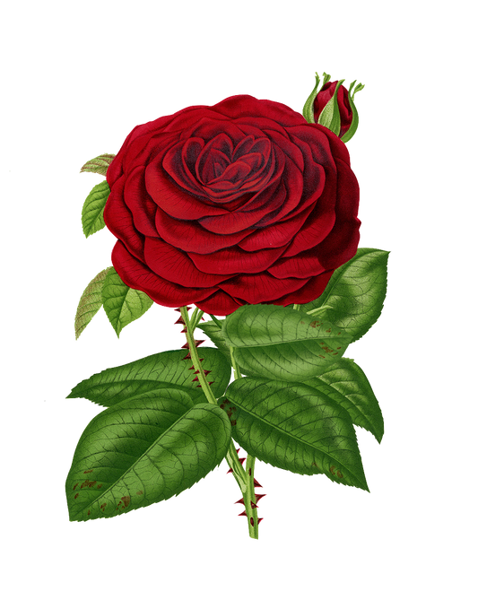 Red Velvet Vintage Rose