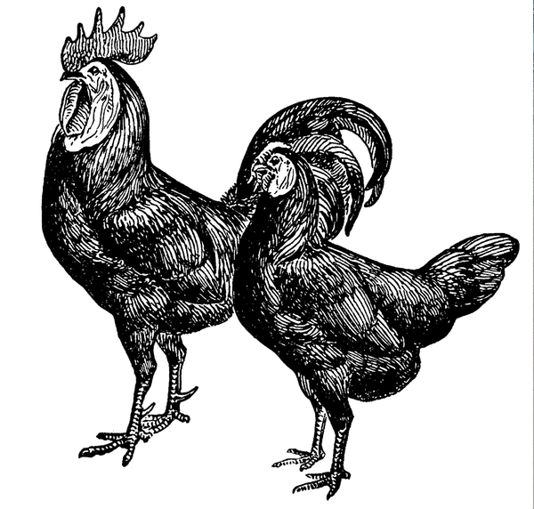 Roosters - Black & White