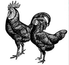 Roosters - Black & White