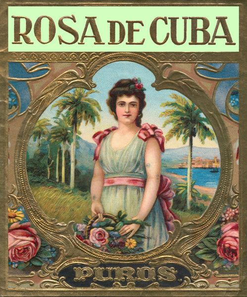 Rosa De Cuba Gorgeous Image  - 3 Colors