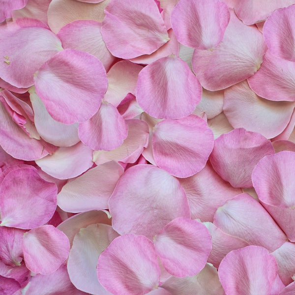 Pink Rose Petal Background 12x12