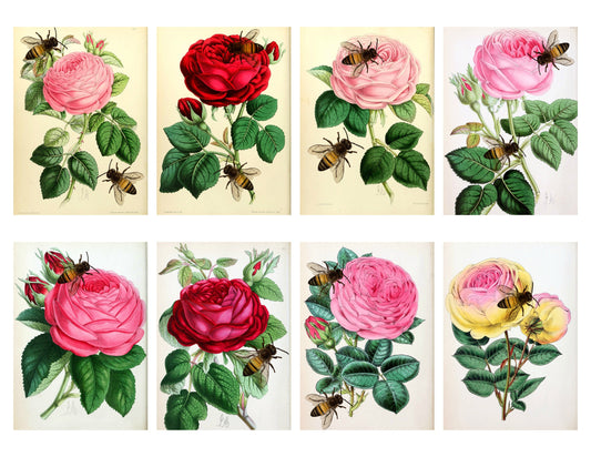 Roses & Bees Collage Sheet Printable