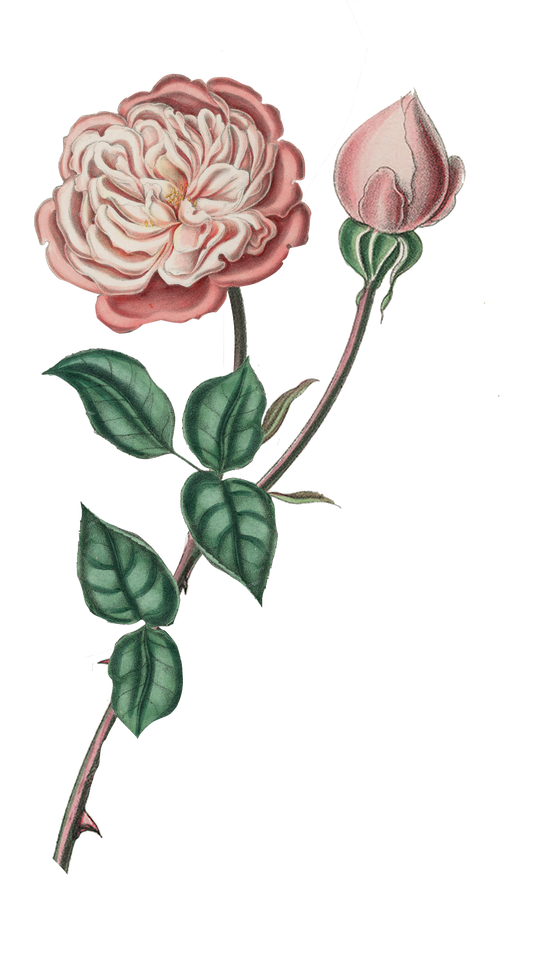 Rose & Bud Blush Vintage Roses