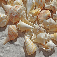 Shells on the beach white sand 12x12 Background