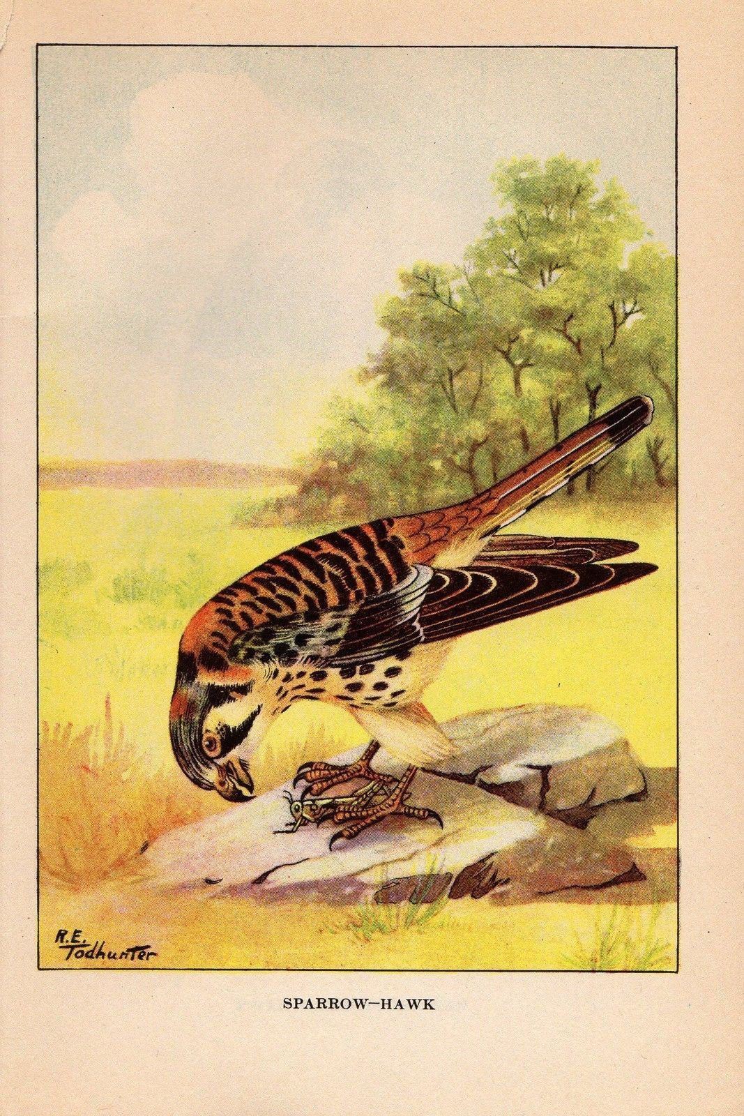 Sparrow Hawk Bird Print - Vintage Birds Ephemera