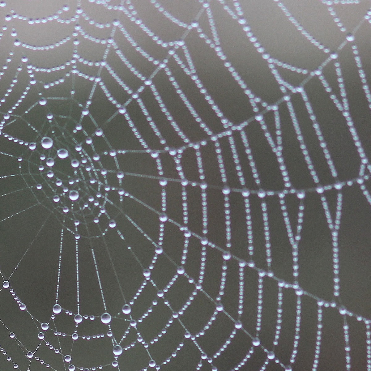 Spiderweb 12x12 Background