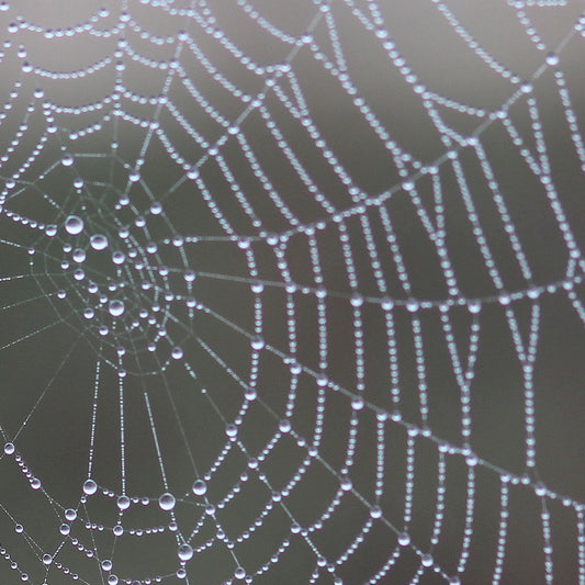 Spiderweb 12x12 Background