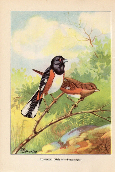 Tower Bird Print - Vintage Birds Ephemera