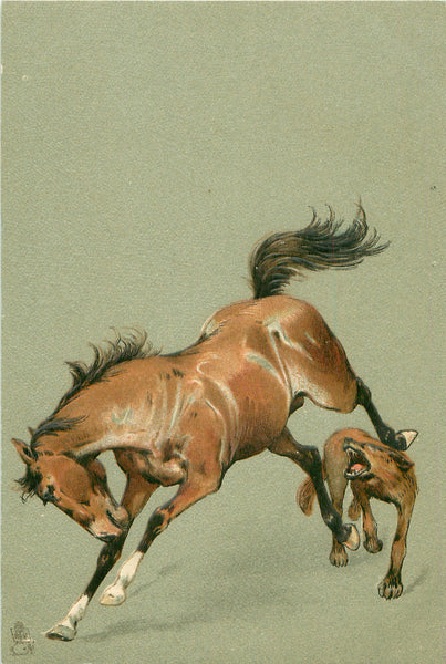 5 Beautiful Horses - 5 Vintage Postcards