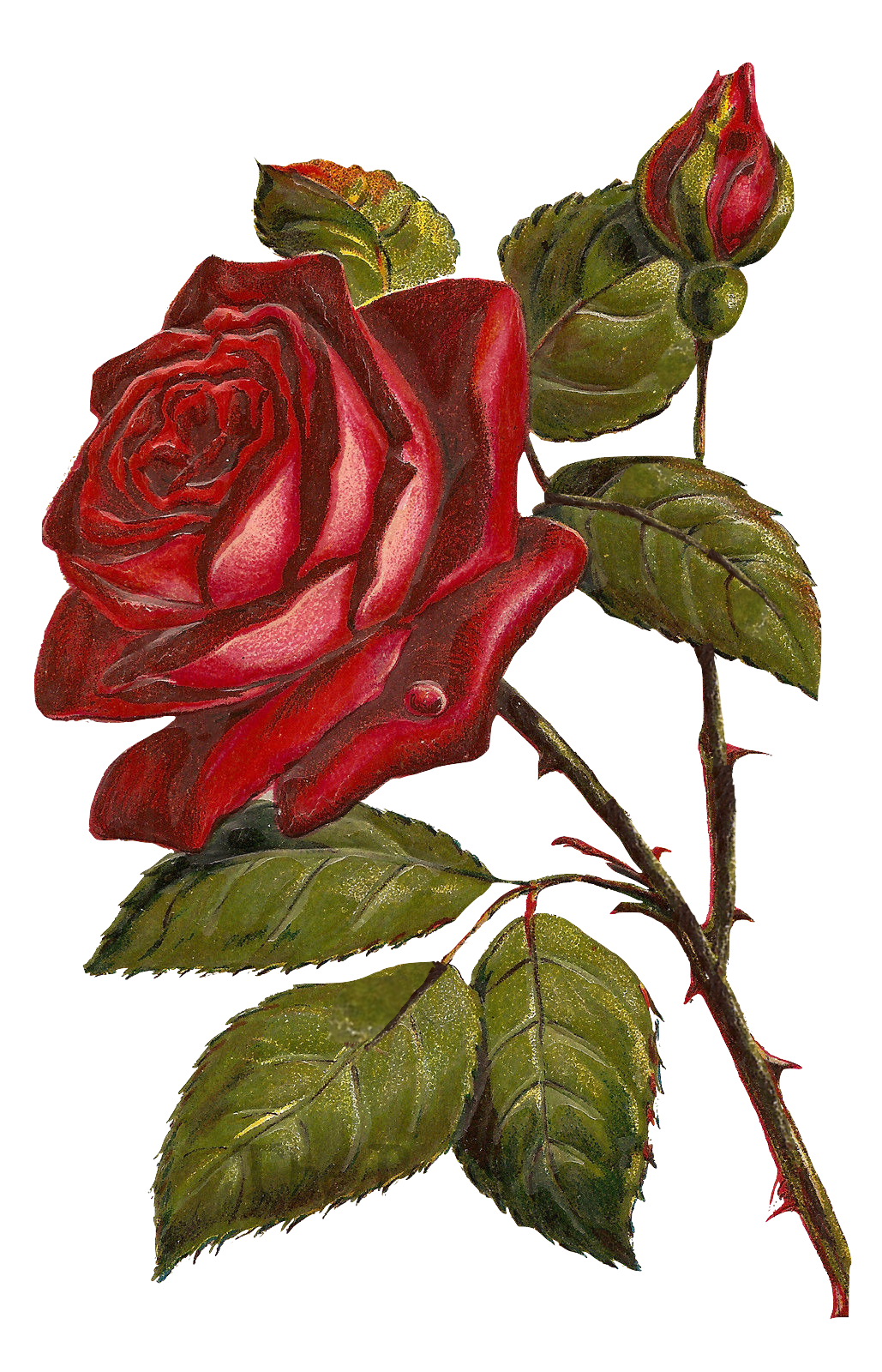 Vintage Deep Red Rose
