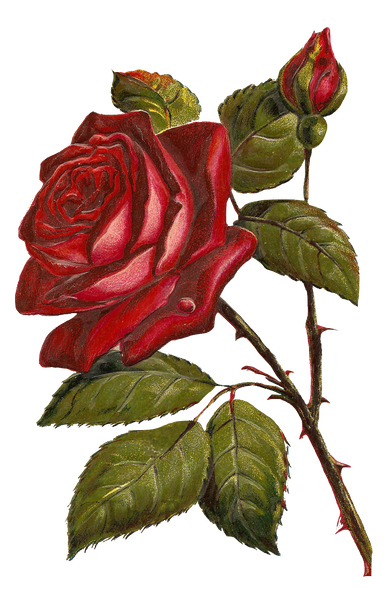 Vintage Deep Red Rose