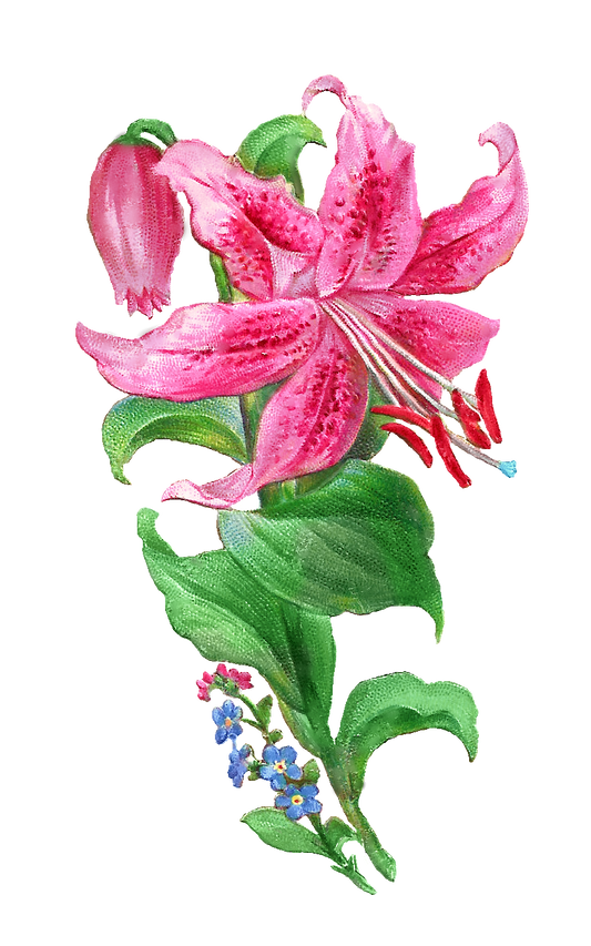 Pink Lily with forget me nots - Vintage & Antique