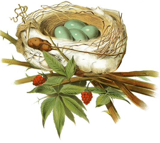 Beautiful Vintage Bird Nest with shiny blue eggs & berries