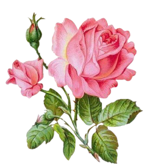 Beautiful Pink Passion Vintage Rose