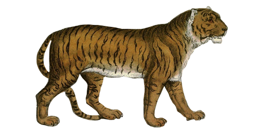 Vintage Tiger
