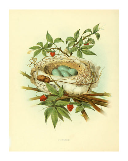 Beautiful 8x10 Vintage Bird Nest Print ready to frame & Extra image Bird Nest