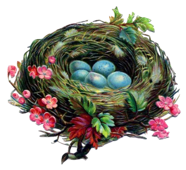Vintage Bird Nest with Eggs