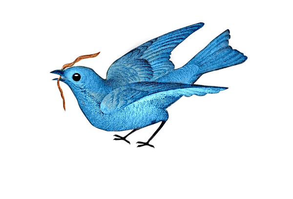 Vintage Blue Bird with Worm