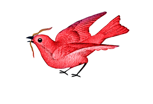 Vintage Red Bird with Worm