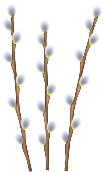 4 WILLOW BRANCHES PNG images