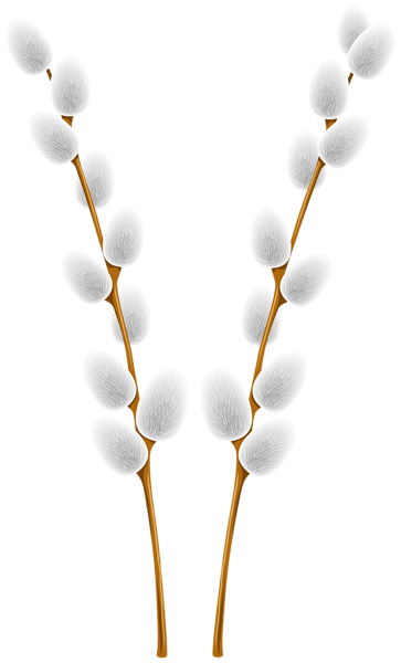 4 WILLOW BRANCHES PNG images