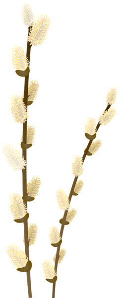 4 WILLOW BRANCHES PNG images