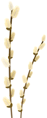 4 WILLOW BRANCHES PNG images