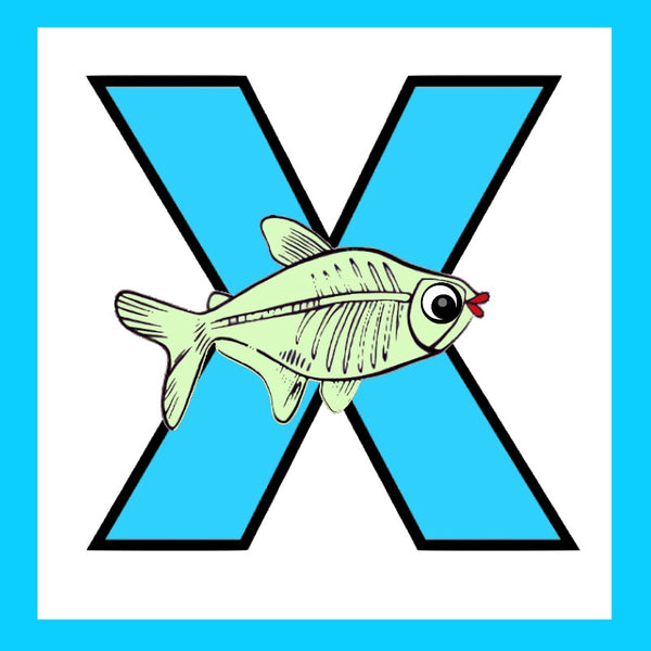 X - X-Ray Fish alphabet Square