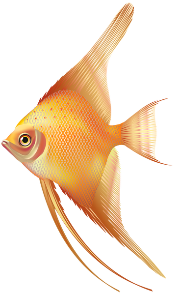 Angel Fish Gold