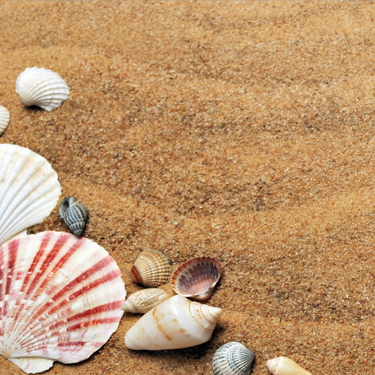 The Beach, Sand, Seashore, Sea and Shells 12x12 Background