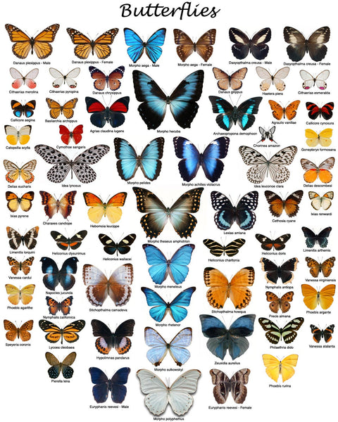 Butterfly Chart - Learning Teaching about Butterflies - Printable Chart