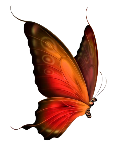 Beautiful Orange Butterfly