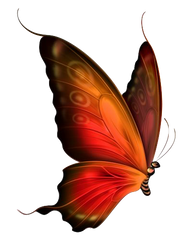 Beautiful Orange Butterfly