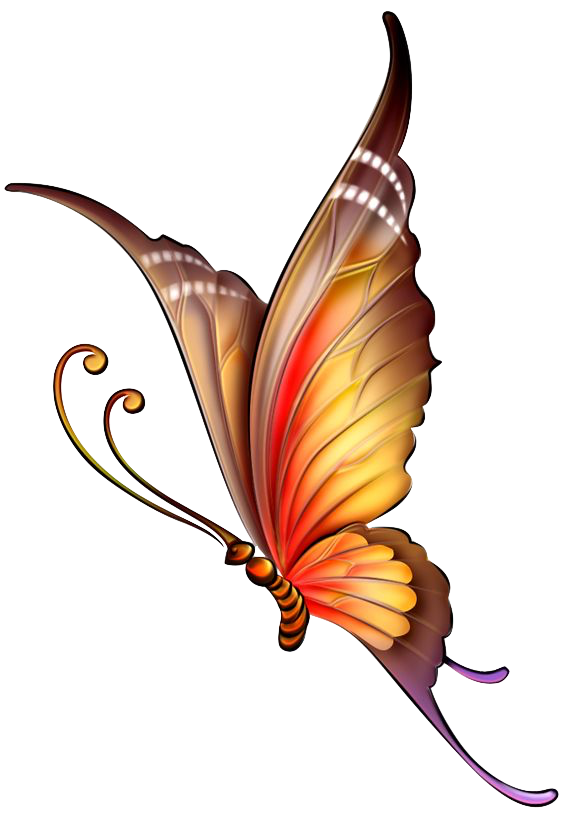 Beautiful  Butterfly