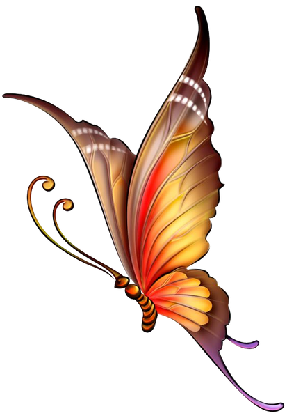 Beautiful  Butterfly