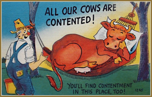 Contented Cow Vintage Postcard