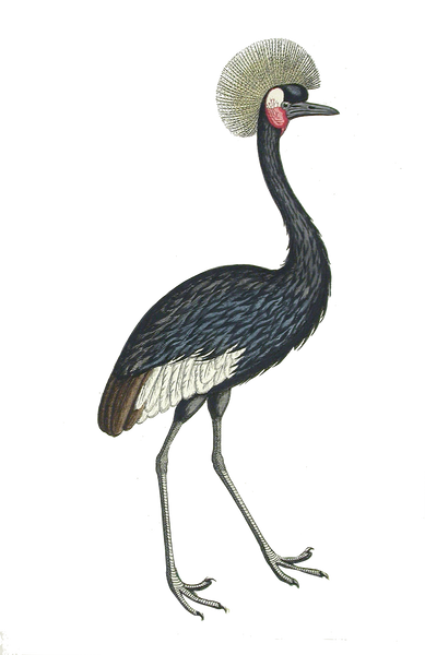 Crane Exotic Bird