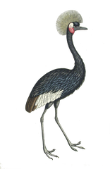 Crane Exotic Bird
