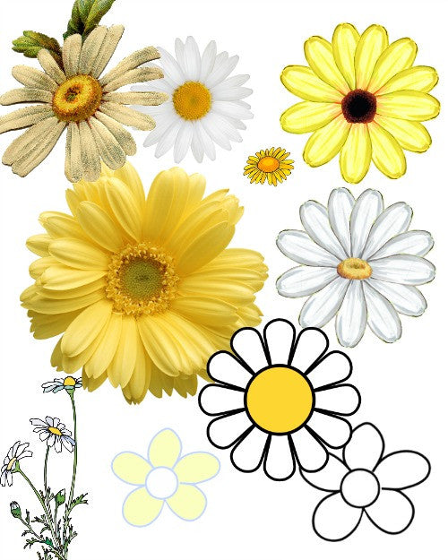 DAISY A set of all kinds & sizes of daisies
