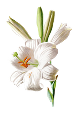 White Lily