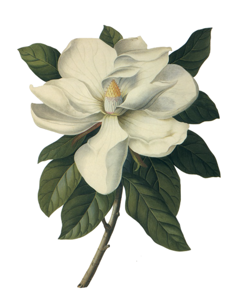Beautiful Magnolia Flower