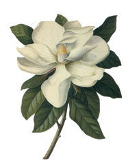Beautiful Magnolia Flower