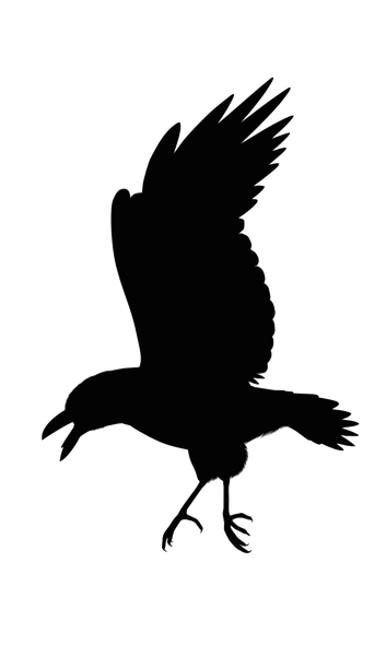 Halloween Raven or Black Crow - Crows or Ravens Silhouettes