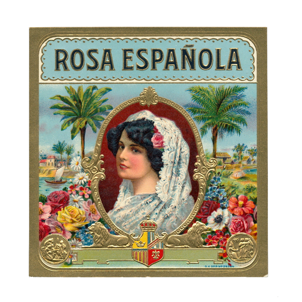 Rosa Española Spanish Queen